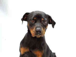 Medium Photo #1 Rottweiler Puppy For Sale in Nashville, TN, USA