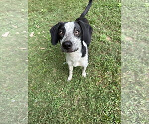 Border Collie-Unknown Mix Dogs for adoption in Ball Ground, GA, USA