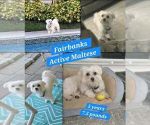 Maltese Dogs for adoption in Plantation, FL, USA