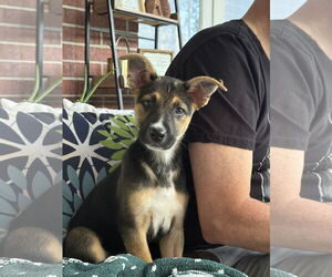 Labrador Retriever-Unknown Mix Dogs for adoption in The Woodlands, TX, USA