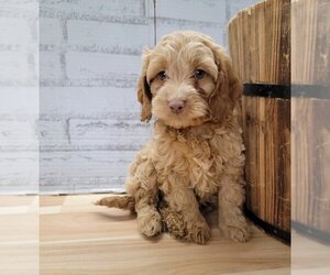 Cockapoo Dogs for adoption in Lakewood, CO, USA