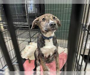 Labrador Retriever-Unknown Mix Dogs for adoption in Waco, TX, USA