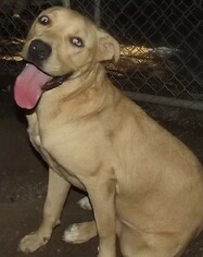 Labrador Retriever Dogs for adoption in Savannah, MO, USA