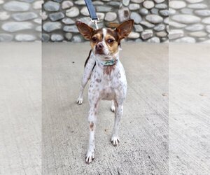 Rat-Cha Dogs for adoption in Dana Point, CA, USA