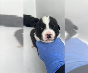 Medium Photo #2 Shepradors Puppy For Sale in Houston, TX, USA