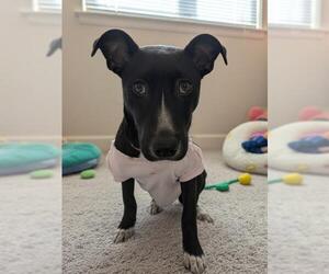 Labrador Retriever-Unknown Mix Dogs for adoption in Bakersfield, CA, USA