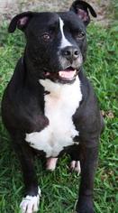 Medium Photo #1 American Staffordshire Terrier Puppy For Sale in Hankamer, TX, USA
