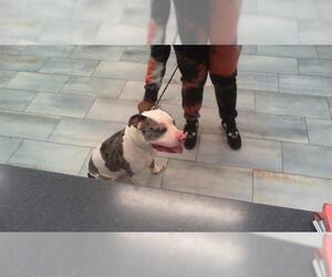 American Pit Bull Terrier Dogs for adoption in Charlotte, NC, USA