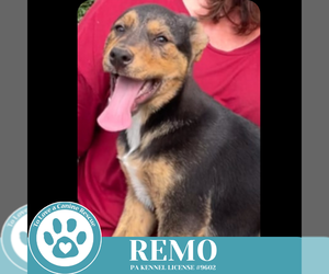 German Shepherd Dog-Unknown Mix Dogs for adoption in Kimberton, PA, USA