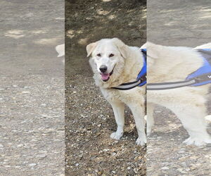 Great Pyrenees Dogs for adoption in Croydon, NH, USA