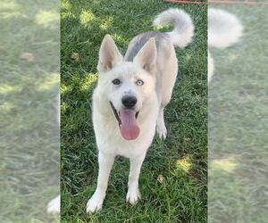 Siberian Husky Dogs for adoption in Riverside, CA, USA