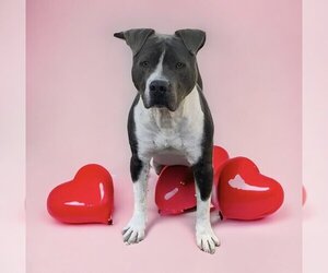 American Staffordshire Terrier Dogs for adoption in Lexington, SC, USA