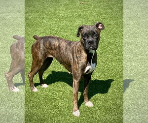 Medium Photo #1 Boxer Puppy For Sale in Dumont, NJ, USA