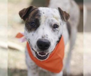 American Staffordshire Terrier-Unknown Mix Dogs for adoption in San Antonio, TX, USA