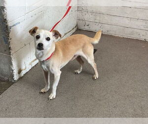 Chihuahua-Unknown Mix Dogs for adoption in San Bernardino, CA, USA