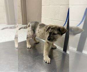 American Pit Bull Terrier-German Shepherd Dog Mix Dogs for adoption in Conroe, TX, USA