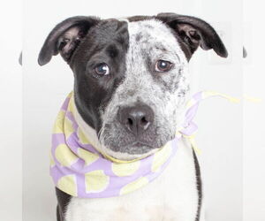 Labrador Retriever-Unknown Mix Dogs for adoption in Jefferson, WI, USA