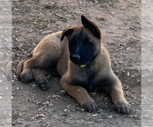 Dutch Shepherd -Unknown Mix Dogs for adoption in Imlay City, MI, USA