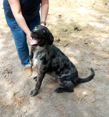 Catahoula Leopard Dog-Unknown Mix Dogs for adoption in Rayville, LA, USA