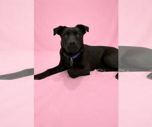 Labrador Retriever-Unknown Mix Dogs for adoption in Sandy, UT, USA