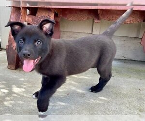 American Pit Bull Terrier-German Shepherd Dog Mix Dogs for adoption in Santa Cruz, CA, USA