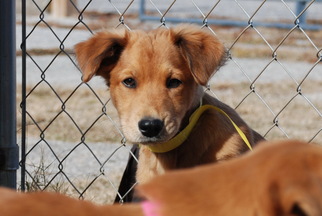 Golden Retriever Dogs for adoption in Elizabeth City, NC, USA