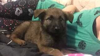 German Shepherd Dog Dogs for adoption in Azle, TX, USA