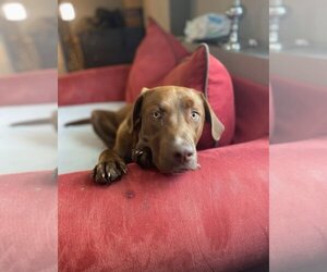 Labrador Retriever Dogs for adoption in Aurora, IN, USA