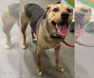 Beagle-Unknown Mix Dogs for adoption in Forestville, MD, USA