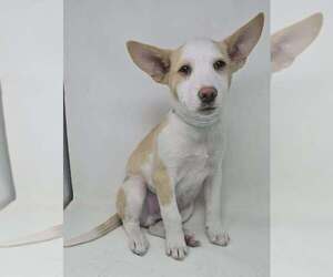 Basenji-Labrador Retriever Mix Dogs for adoption in Brewster, NY, USA