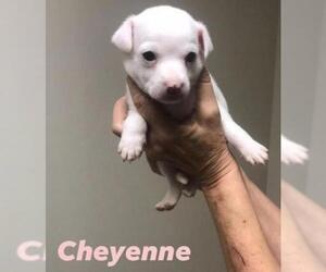 Chi-Corgi Dogs for adoption in Metairie, LA, USA