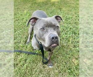 Mutt Dogs for adoption in Tulsa, OK, USA