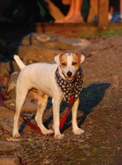 Jack Russell Terrier Dogs for adoption in Oakhurst, NJ, USA