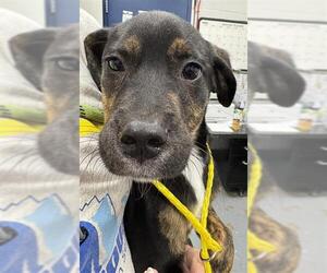 Labrador Retriever-Unknown Mix Dogs for adoption in Peoria, IL, USA