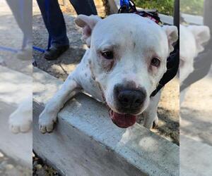 American Staffordshire Terrier-Unknown Mix Dogs for adoption in San Antonio, TX, USA