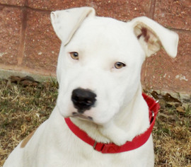 Bullboxer Pit Dogs for adoption in Oxford, MS, USA