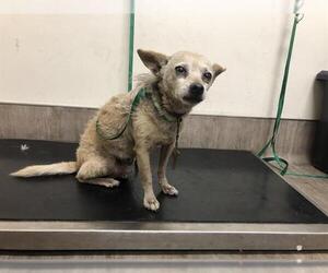 Chihuahua Dogs for adoption in Pasadena, CA, USA