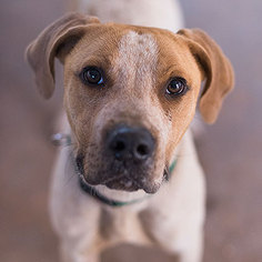 Medium Photo #1 Mutt Puppy For Sale in Kanab, UT, USA