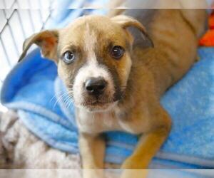 Catahoula Leopard Dog-Labrador Retriever Mix Dogs for adoption in Tallahassee, FL, USA