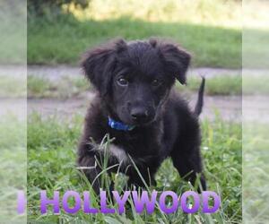 Australian Shepherd Dogs for adoption in Seaford, DE, USA