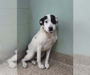 Pointer-Unknown Mix Dogs for adoption in Martinsburg, WV, USA