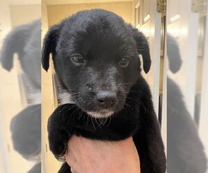 Mutt Dogs for adoption in Bellevue, WA, USA