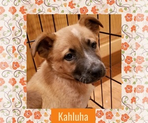 Red Heeler-Unknown Mix Dogs for adoption in Littleton, CO, USA