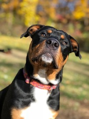 Rottweiler-American Pit Bull Terrier Dogs for adoption in Framingham, MA, USA