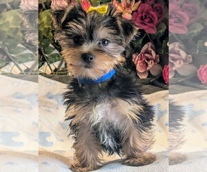 Mutt Dogs for adoption in Bon Carbo, CO, USA