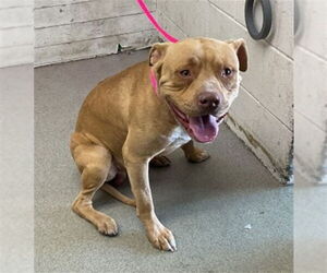 American Pit Bull Terrier Dogs for adoption in San Bernardino, CA, USA
