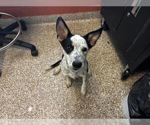 Labrador Retriever-Unknown Mix Dogs for adoption in Pueblo, CO, USA