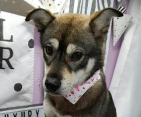 Medium Photo #1 Shiba Inu-Unknown Mix Puppy For Sale in San Ramon, CA, USA