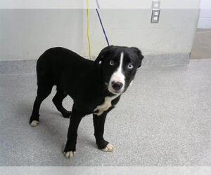 Border Collie-Unknown Mix Dogs for adoption in Pasadena, TX, USA