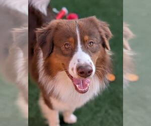 Australian Shepherd Dogs for adoption in Sacramento, CA, USA